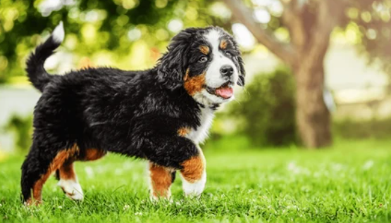 Puppy:rk5nf8zb4k4= Bernese Mountain Dog